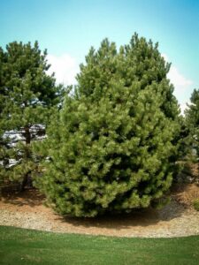 Сосна Чёрная (Pinus Nigra) купить по цене от 270.00р. в интернет-магазине «Посадика» с доставкой почтой в в Юрюзанье и по всей России – [изображение №1].