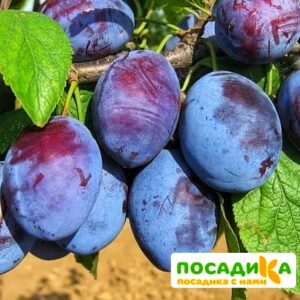 Слива Чачакская ранняя купить по цене от 229.00р. в интернет-магазине «Посадика» с доставкой почтой в в Юрюзанье и по всей России – [изображение №1].