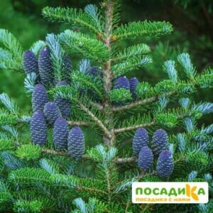 Пихта корейская (Abies koreana) купить по цене от 450.00р. в интернет-магазине «Посадика» с доставкой почтой в в Юрюзанье и по всей России – [изображение №1].