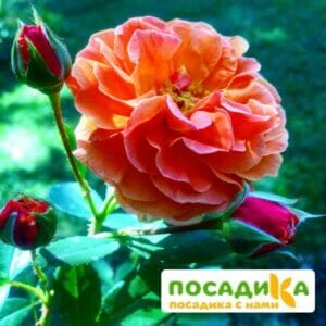 Роза Арабия купить по цене от 350.00р. в интернет-магазине «Посадика» с доставкой почтой в в Юрюзанье и по всей России – [изображение №1].