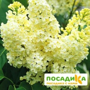 Сирень Примроуз (Primrose) купить по цене от 529.00р. в интернет-магазине «Посадика» с доставкой почтой в в Юрюзанье и по всей России – [изображение №1].