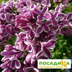 Сирень Сенсация купить по цене от 529.00р. в интернет-магазине «Посадика» с доставкой почтой в в Юрюзанье и по всей России – [изображение №1].