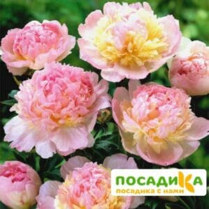 Пион Распберри Сандей (Paeonia Raspberry Sundae) купить по цене от 959р. в интернет-магазине «Посадика» с доставкой почтой в в Юрюзанье и по всей России – [изображение №1].