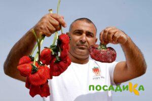 Клубника Гигант Джорнея купить по цене от 266р. в интернет-магазине «Посадика» с доставкой почтой в в Юрюзанье и по всей России – [изображение №1].