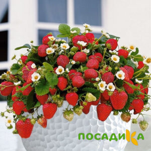 Клубника Рубиновый Шепот (горшечная) купить по цене от 240р. в интернет-магазине «Посадика» с доставкой почтой в в Юрюзанье и по всей России – [изображение №1].