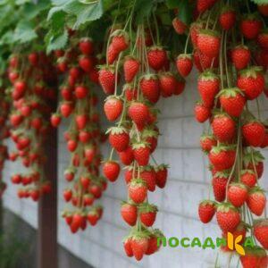 Клубника вьющаяся Комплимент купить по цене от 470р. в интернет-магазине «Посадика» с доставкой почтой в в Юрюзанье и по всей России – [изображение №1].