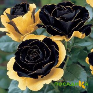 Роза Ханни Сикл купить по цене от 700р. в интернет-магазине «Посадика» с доставкой почтой в в Юрюзанье и по всей России – [изображение №1].