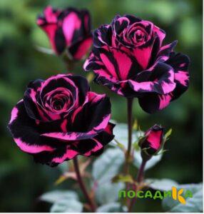 Роза Багровый Шепот купить по цене от 366р. в интернет-магазине «Посадика» с доставкой почтой в в Юрюзанье и по всей России – [изображение №1].