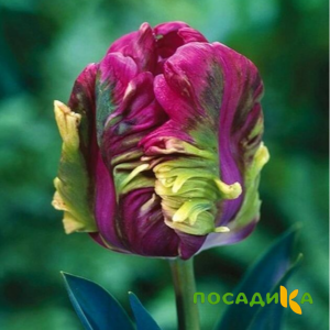 Тюльпан Экзотик Хэвен купить по цене от 186р. в интернет-магазине «Посадика» с доставкой почтой в в Юрюзанье и по всей России – [изображение №1].